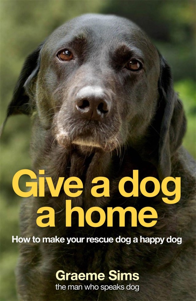 Dogs Trust Giving Up A Dog Rescue Dogs Dogs Trust Giving Up A Dog